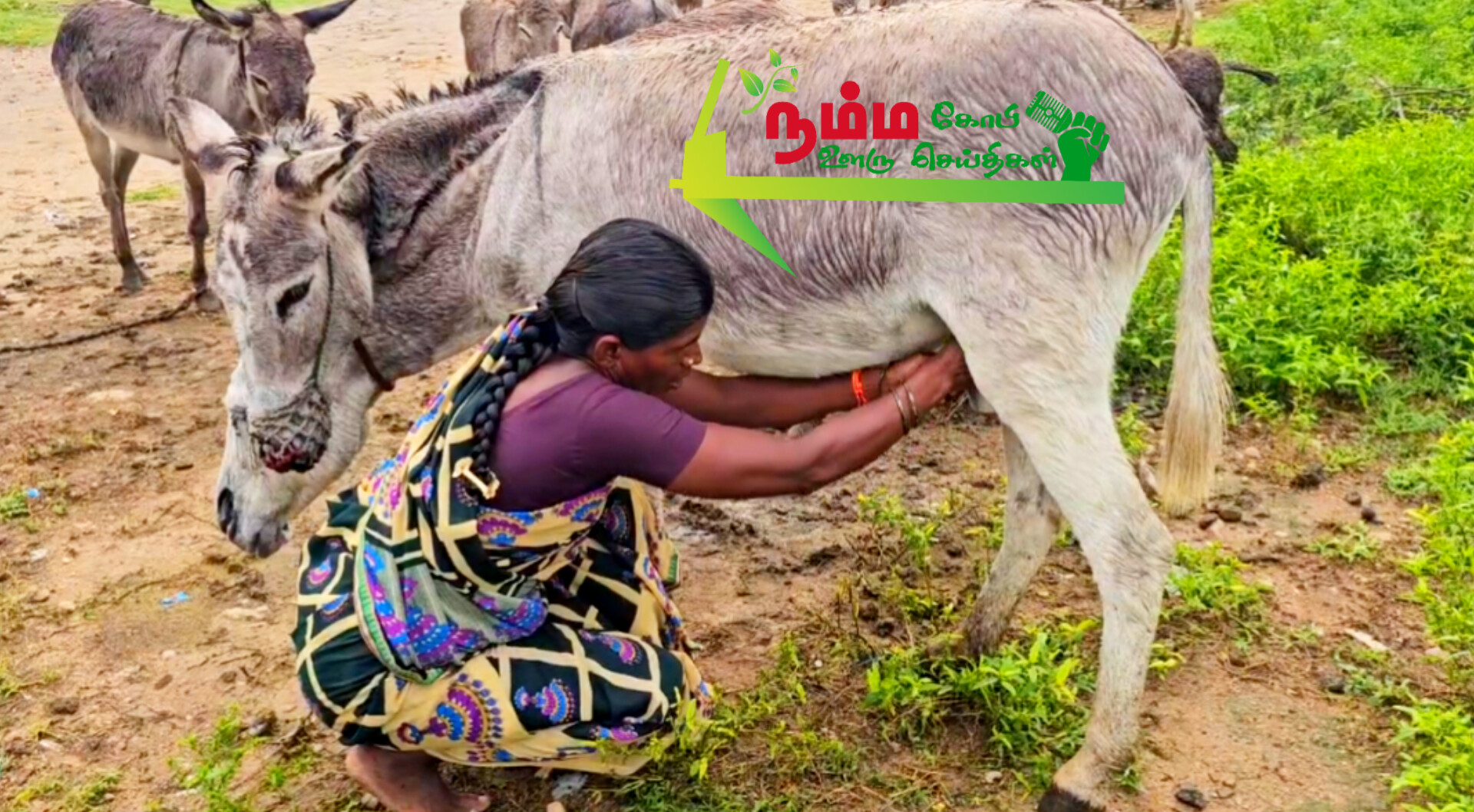 கோபிசெட்டிபாளையத்தில் ஒரு லிட்டர் கழுதை பால் 4 ஆயிரம் ரூபாய்க்கு விற்பனை. 2 1000009563