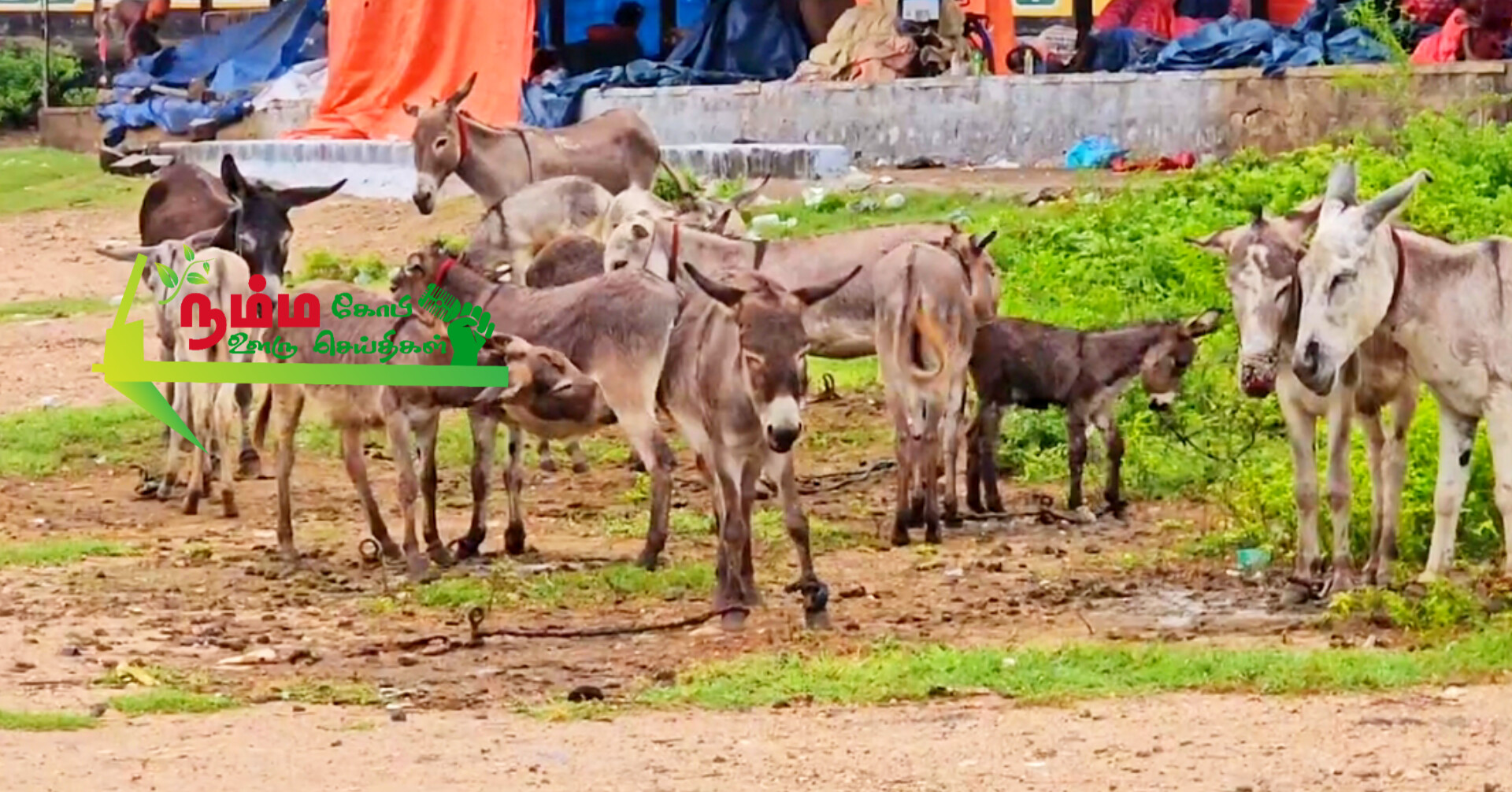 கோபிசெட்டிபாளையத்தில் ஒரு லிட்டர் கழுதை பால் 4 ஆயிரம் ரூபாய்க்கு விற்பனை. 5 1000009570