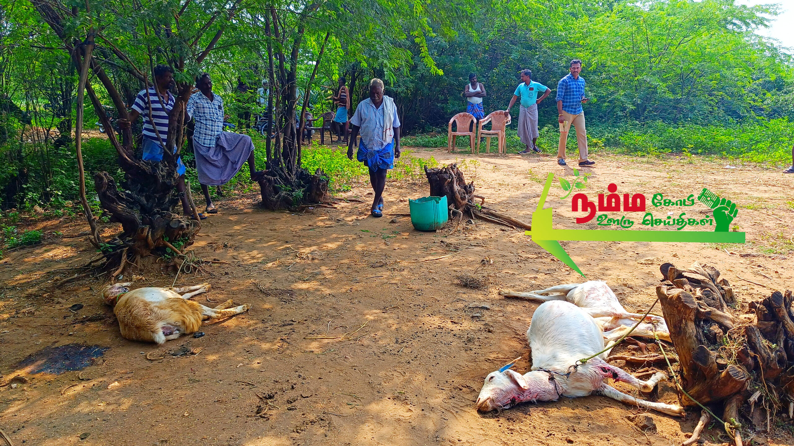 கோபிசெட்டிபாளையம் அருகே மர்ம விலங்கு கடித்ததில் 9 ஆடுகள் பலி. சம்பவ இடத்தில் டி.என்.பாளையம் வனத்துறையினர் மற்றும் சிறுவலூர் காவல்துறையினர் விசாரணை 1 1000032812 scaled