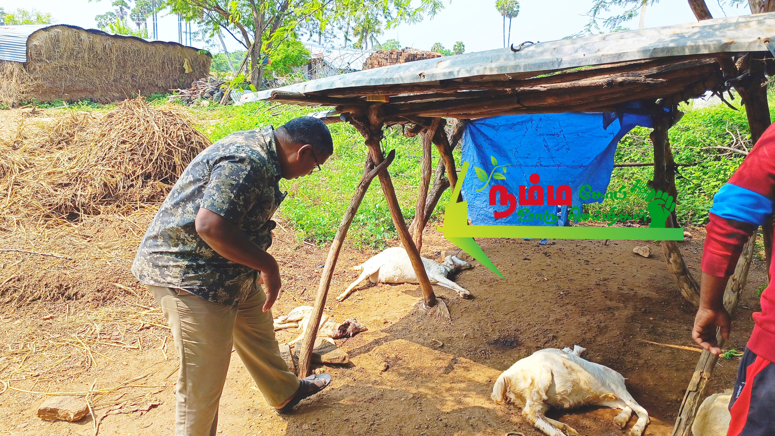 கோபிசெட்டிபாளையம் அருகே மர்ம விலங்கு கடித்ததில் 9 ஆடுகள் பலி. சம்பவ இடத்தில் டி.என்.பாளையம் வனத்துறையினர் மற்றும் சிறுவலூர் காவல்துறையினர் விசாரணை 2 1000032813 scaled