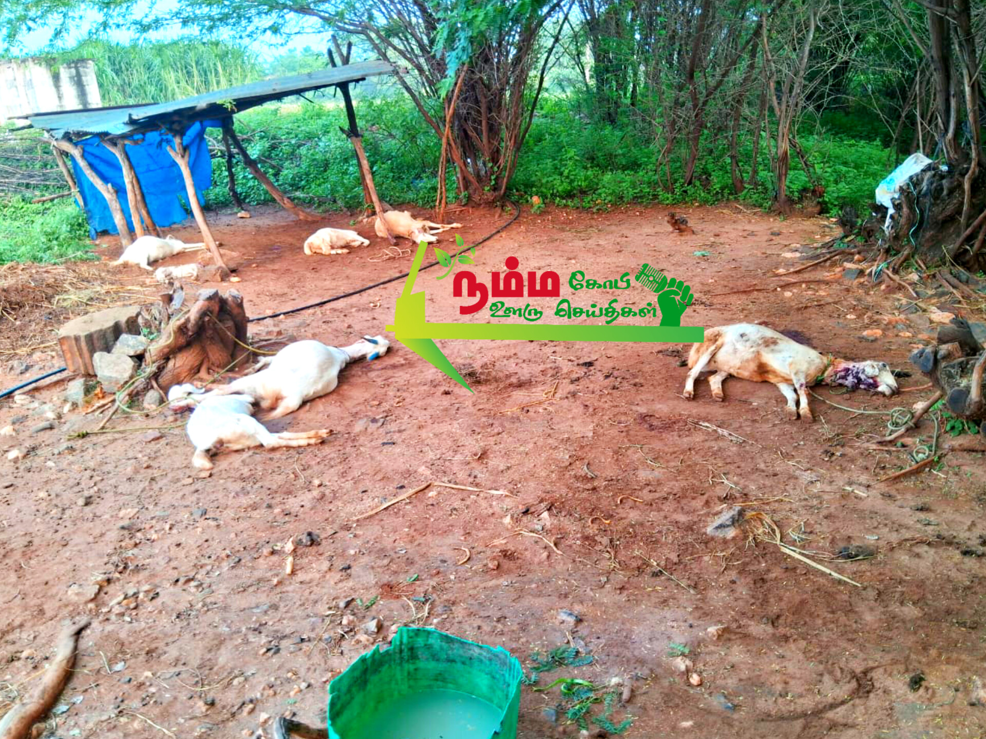 கோபிசெட்டிபாளையம் அருகே மர்ம விலங்கு கடித்ததில் 9 ஆடுகள் பலி. சம்பவ இடத்தில் டி.என்.பாளையம் வனத்துறையினர் மற்றும் சிறுவலூர் காவல்துறையினர் விசாரணை 3 1000032822