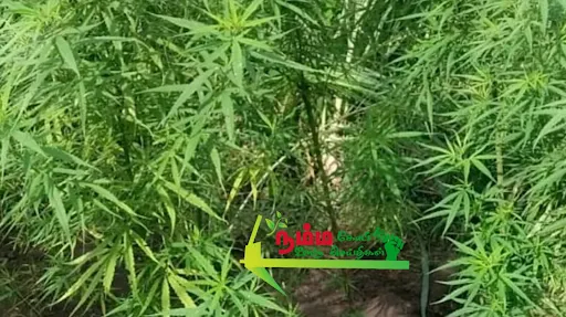 கோபிசெட்டிபாளையம் அருகே விவசாய தோட்டத்தில் மூலிகை செடிகளுடன் கஞ்சா செடிகளை வளர்த்து வந்த சித்த வைத்தியர் மற்றும் அவரது மகனை கைது செய்த மதுவிலக்கு காவல்துறையினர் 11 கஞ்சா செடிகளை பறிமுதல் செய்தனர். 2 1719890165422103 1