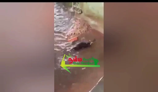 தாய் பாசத்திற்கு மிஞ்சியது உலகில் எதுவும் இல்லை, என்பதை நிரூபிக்கும் விதமாக, மழை நீர் சூழ்ந்த பொந்தினிலிருந்து ஈன்று சில நாட்களை ஆன தனது 5 குட்டிகளின் உயிரை காத்து, பாதுகாப்பான இடத்திற்கு கொண்டு சேர்த்த தாய் எலியின் நெகிழ்ச்சியான சம்பவம் காண்போரை கண்களங்க வைத்துள்ளது. 4 1723387399288459 2