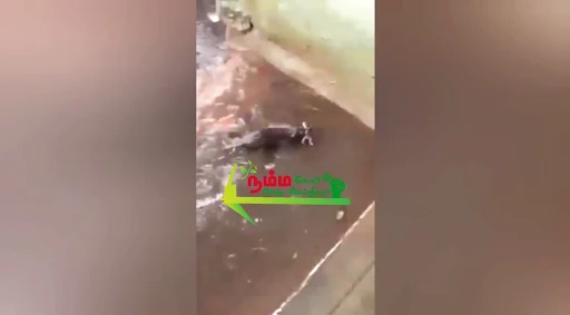 தாய் பாசத்திற்கு மிஞ்சியது உலகில் எதுவும் இல்லை, என்பதை நிரூபிக்கும் விதமாக, மழை நீர் சூழ்ந்த பொந்தினிலிருந்து ஈன்று சில நாட்களை ஆன தனது 5 குட்டிகளின் உயிரை காத்து, பாதுகாப்பான இடத்திற்கு கொண்டு சேர்த்த தாய் எலியின் நெகிழ்ச்சியான சம்பவம் காண்போரை கண்களங்க வைத்துள்ளது. 2 1723387402931588 1
