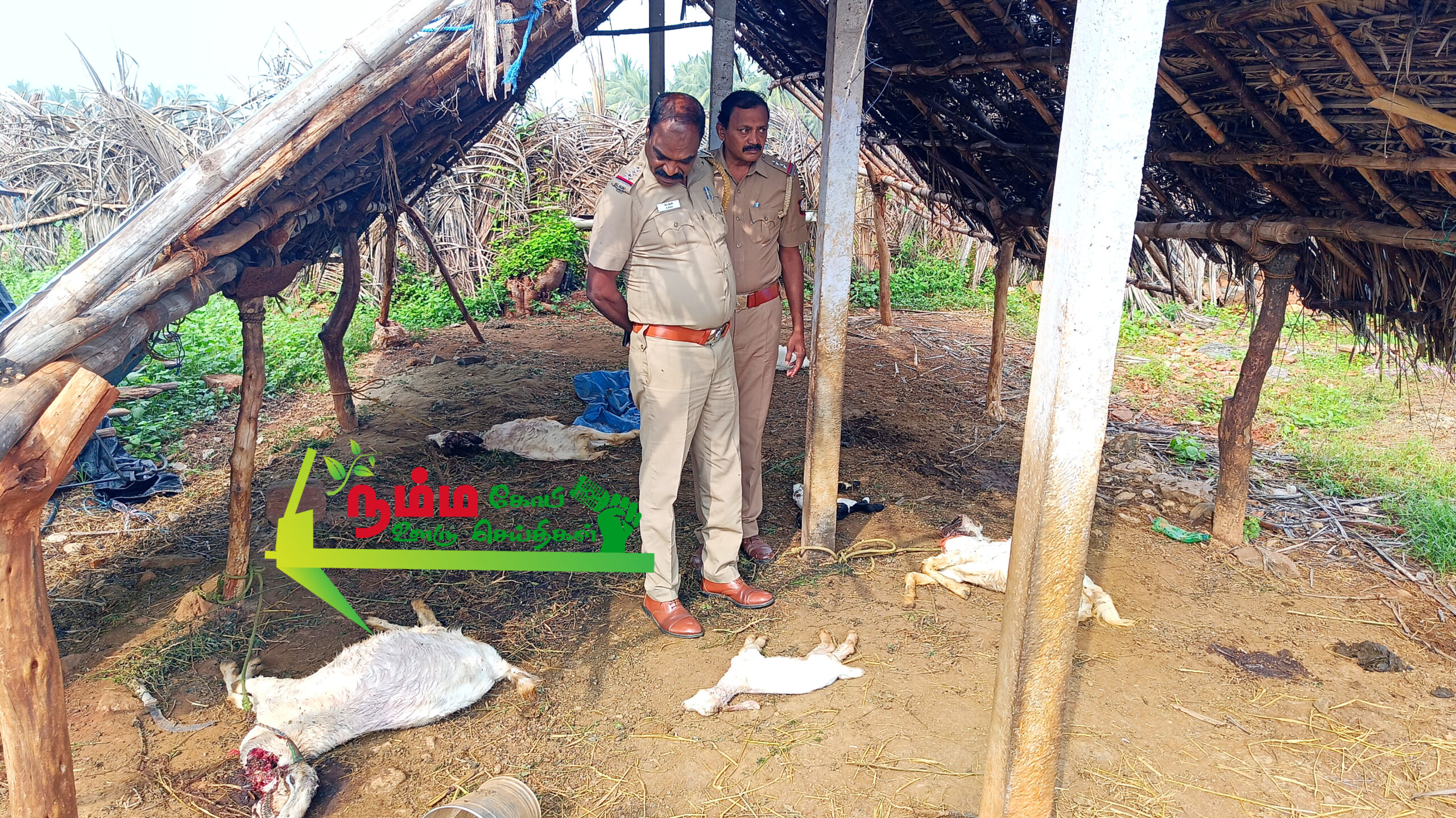 நம்பியூர் அருகே மர்ம விலங்கு தாக்கி 7 ஆடுகள் பலி. 1 InShot 20241120 134936163 scaled