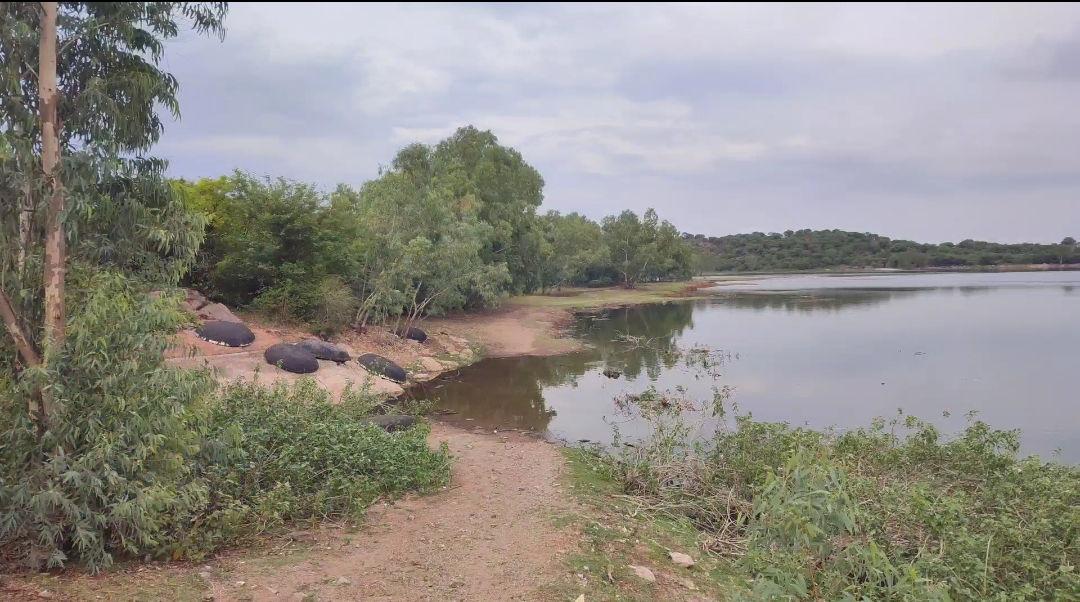 Leopard Natamatum Forests in the Embark Village Embarked Village Next to gobichettipalayam