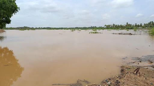 At Elathur near Nambiur, after 25 years, a 100-acre pond is overflowing and overflowing.