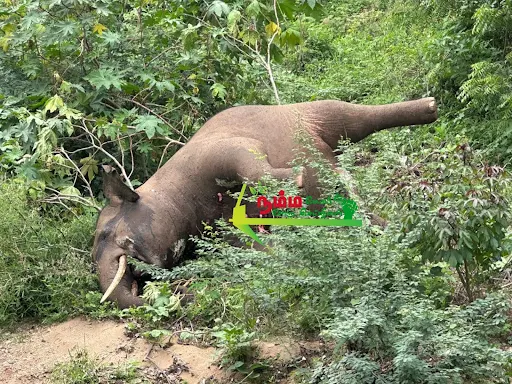 The male elephant, about 20 years old, was trailed in electric fence at the Anure Forest Embark near gobichettipalayam