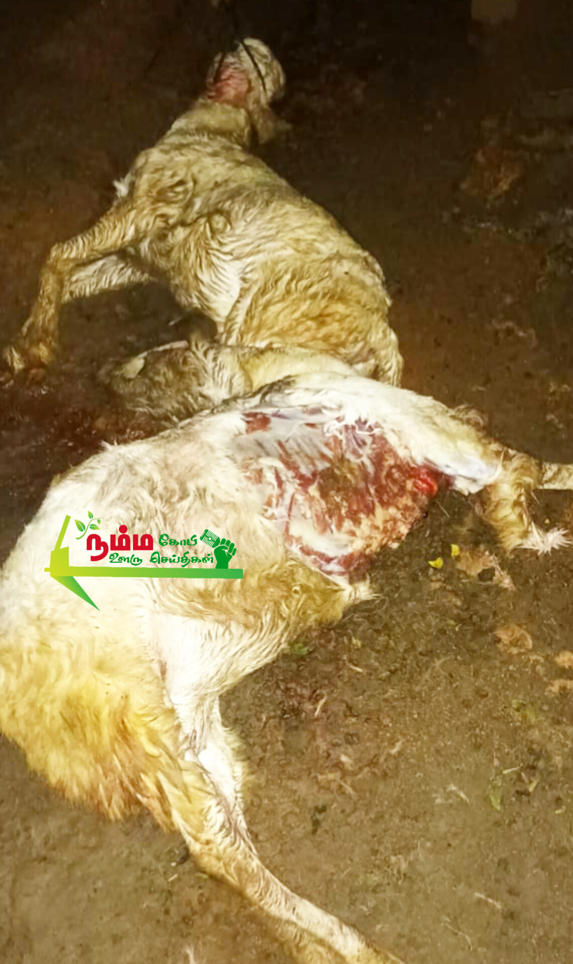 Three goats tied up in a garden were bitten by a mysterious animal near Nambiur.